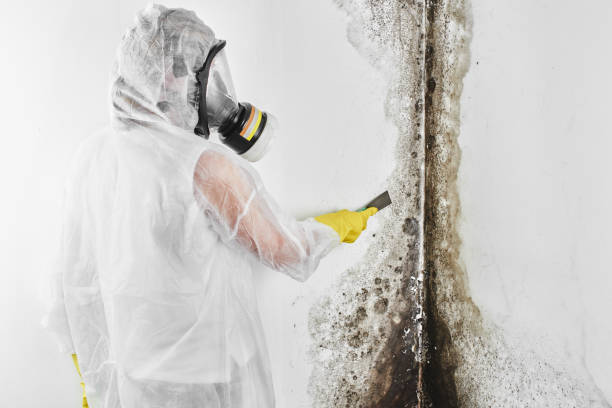 Best Water Damage Restoration  in Omak, WA