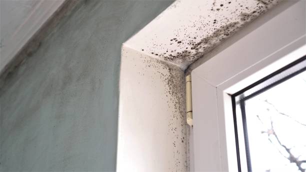 Best Mold Testing  in Omak, WA