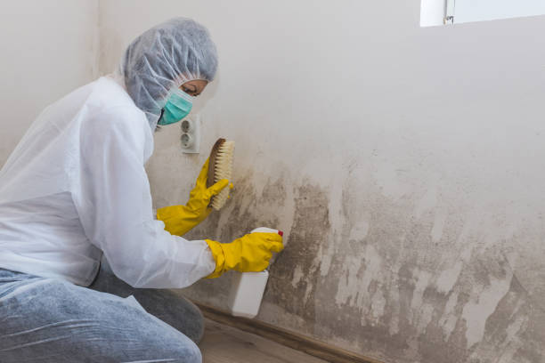 Best Toxic Mold Removal  in Omak, WA