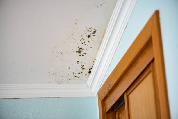 Trusted Omak, WA Mold Removal Experts