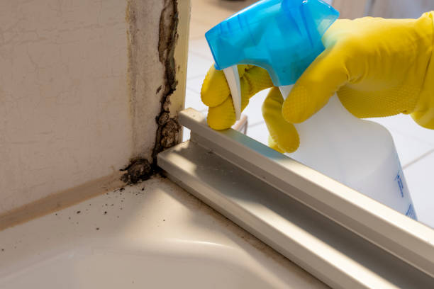 Best Mold Damage Repair  in Omak, WA