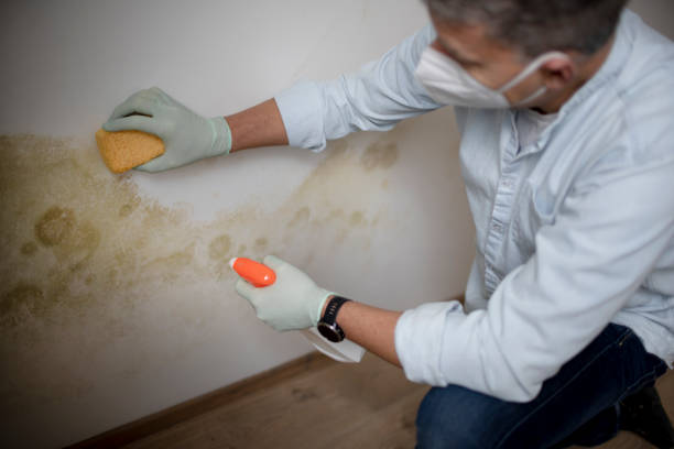 Best Fast Mold Removal  in Omak, WA