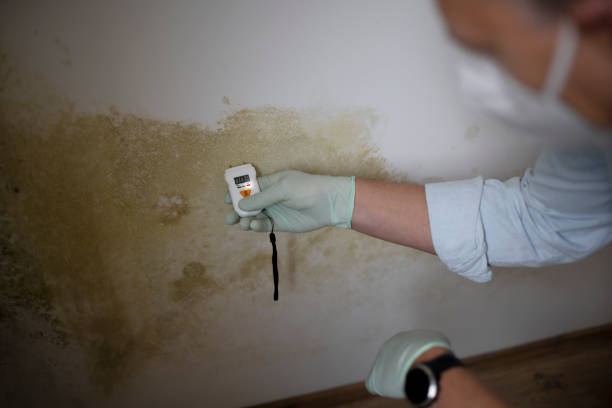 Best Mold Removal and Inspection  in Omak, WA