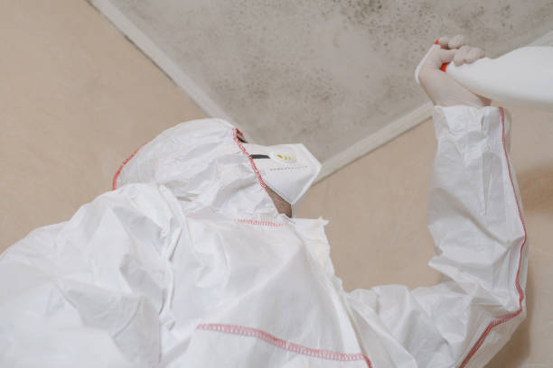 Mold Removal Process in Omak, WA