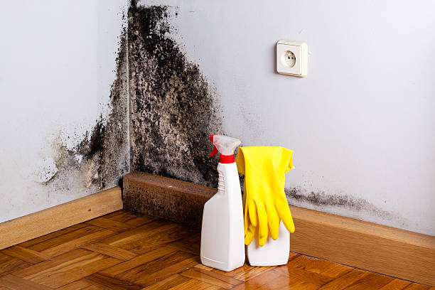Best Mold Removal Company Near Me  in Omak, WA