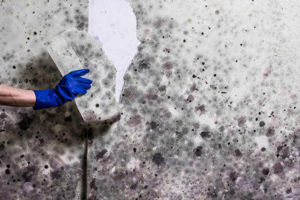 Best Mold Inspection  in Omak, WA