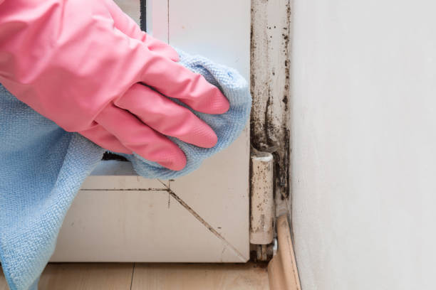 Best Emergency Mold Removal  in Omak, WA