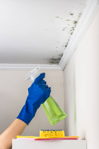 Best Mold Removal Company Near Me  in Omak, WA